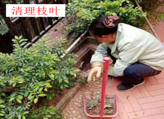 武汉别墅花园绿化养护包年服务